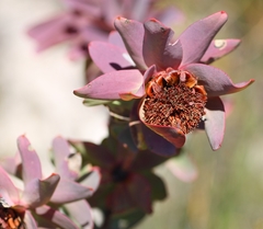 Leucadendron cordatum