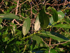 Salix lasiandra caudata