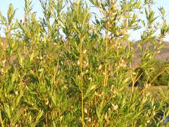 Salix lasiandra caudata