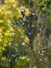 Psoralea pullata