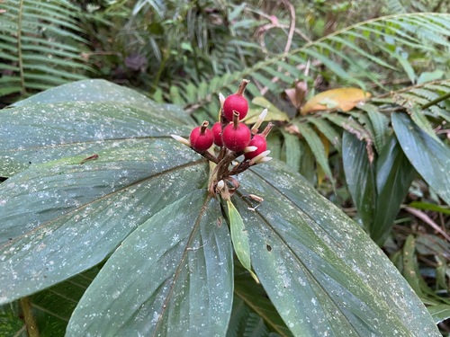 Alpinia rufa observed 2023-04-27