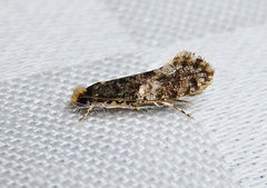 Monopis marginistrigella