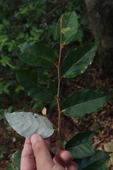 Styrax suberifolius