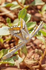Coenina poecilaria