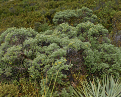 Brachyglottis cassinioides