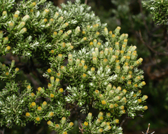 Brachyglottis cassinioides