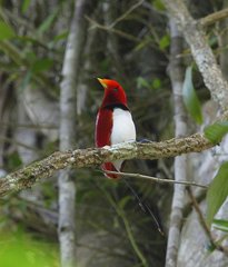 Cicinnurus regius