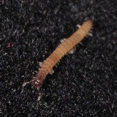 Cleidogona