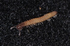 Cleidogona