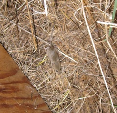 Peromyscus gambelii