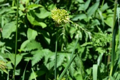 Allium obliquum