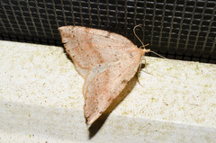 Thallophaga hyperborea