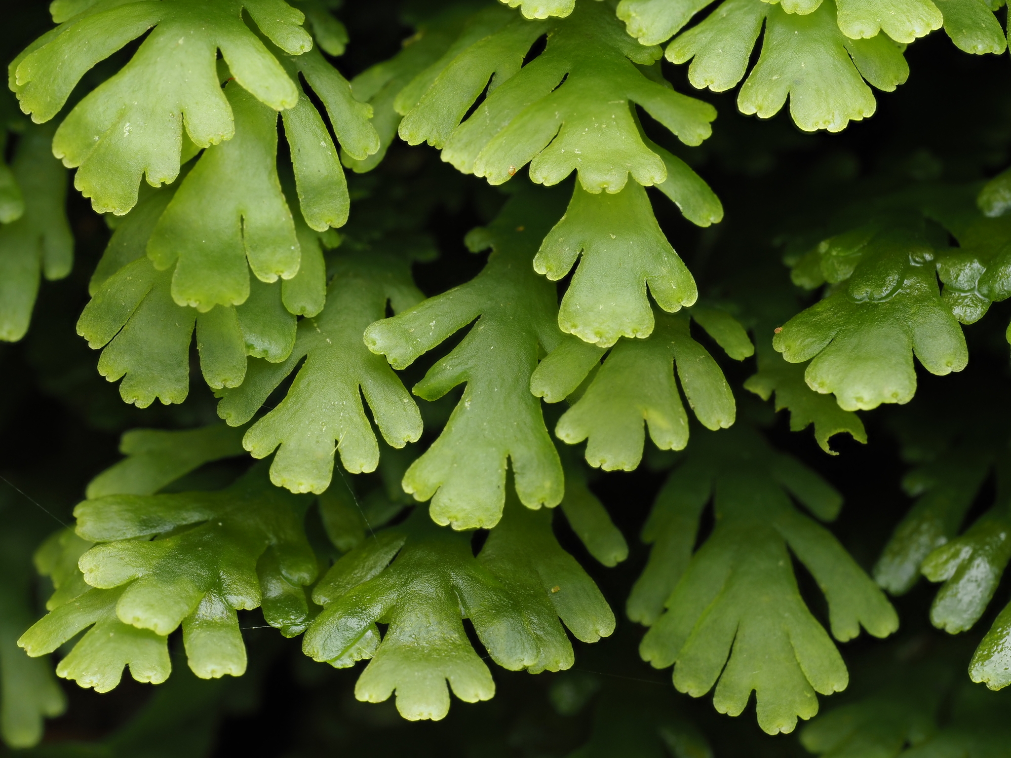 Jungermanniopsida