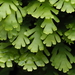 Leafy and Simple Thalloid Liverworts - Photo (c) Emily Roberts, some rights reserved (CC BY), uploaded by Emily Roberts