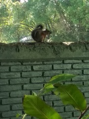 Sciurus aureogaster