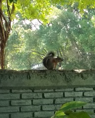 Sciurus aureogaster