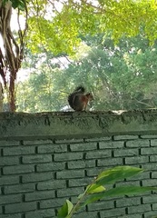 Sciurus aureogaster