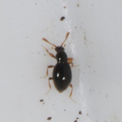 Scydmaeninae