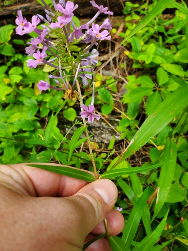 Image of Wild Sweetwilliam (Phlox maculata) by (c) Will Kuhn, some rights reserved (CC BY)