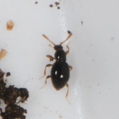 Scydmaeninae