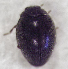 Stethorus histrio
