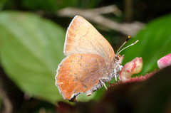 Callophrys augustinus iroides