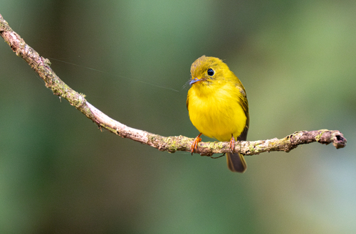 Citrine Canary-flycatcher (Culicicapa helianthea), photo 9