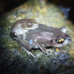 Leptobrachium hendricksoni