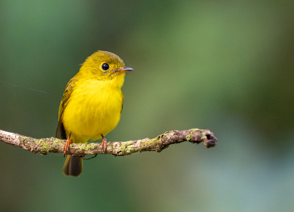 Citrine Canary-Flycatcher photo