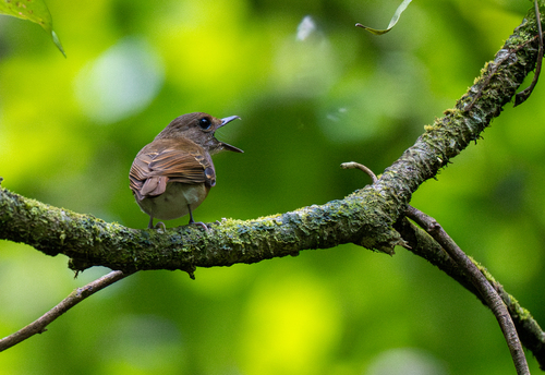 White-throated Jungle Flycatcher (Vauriella albigularis), photo 9