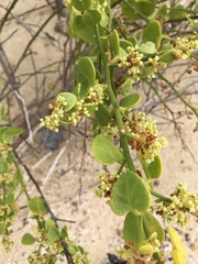 Cryptocarpus pyriformis