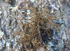 Bryoria trichodes