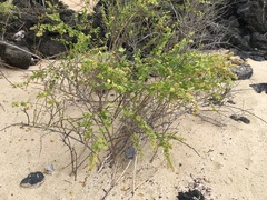 Cryptocarpus pyriformis