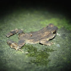 Ingerophrynus parvus