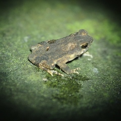 Ingerophrynus parvus