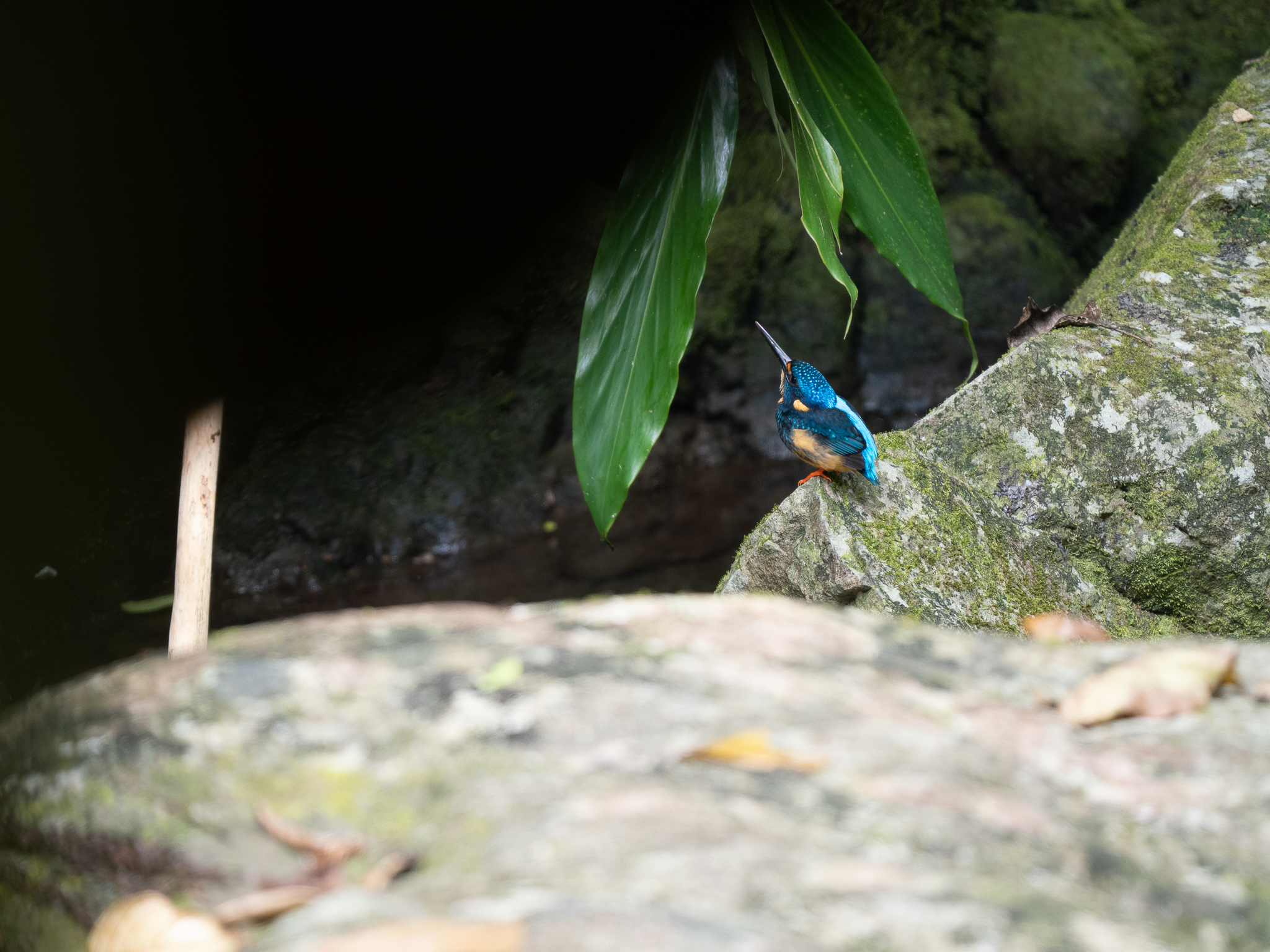 Indigo-banded Kingfisher (Ceyx cyanopectus), photo 3