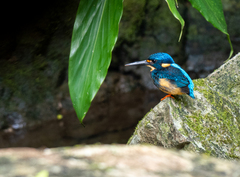 Indigo-Banded Kingfisher photo 2