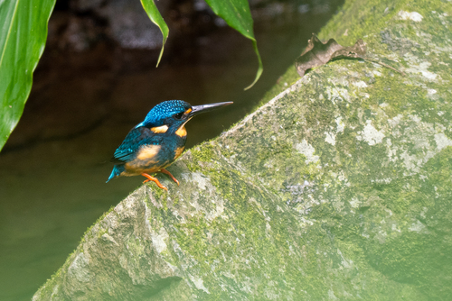 Indigo-banded Kingfisher (Ceyx cyanopectus), photo 9