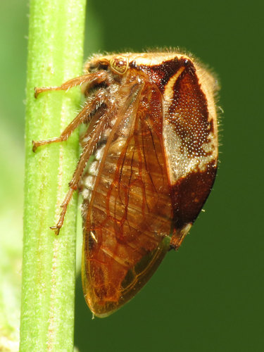 Two-horned Treehopper photo 2