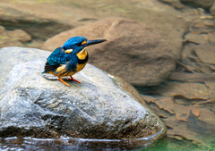 Indigo-Banded Kingfisher photo 1