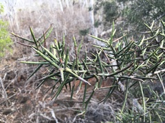 Scutia spicata pauciflora
