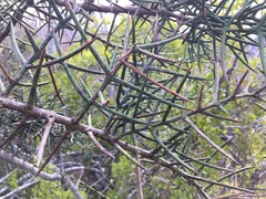 Scutia spicata pauciflora