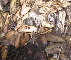 Helminthoglypta traskii