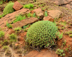 Euphorbia pulvinata