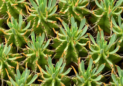 Euphorbia pulvinata