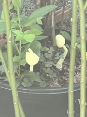 Leucocoprinus birnbaumii image