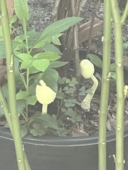 Leucocoprinus birnbaumii image