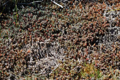 Dracophyllum prostratum