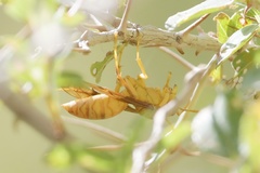 Polistes wattii