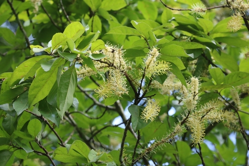Helicia nilagirica observed 2023-07-13